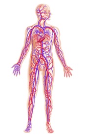 Massage Chairs increase blood flow and improve circulation.